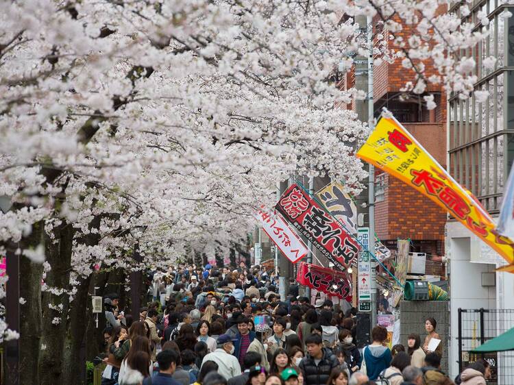 The official Japan cherry blossom forecast for 2024 is out now – updated March 8