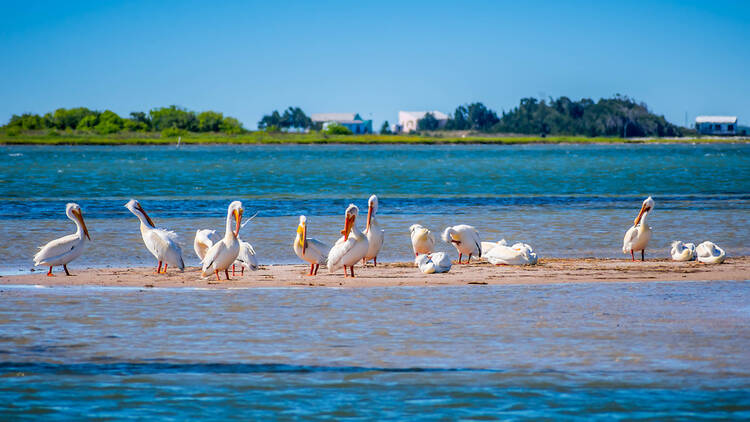 Padre Island National Seashore, Padre Island