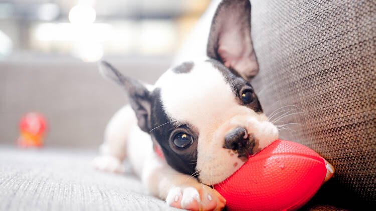 puppy chews on red toy
