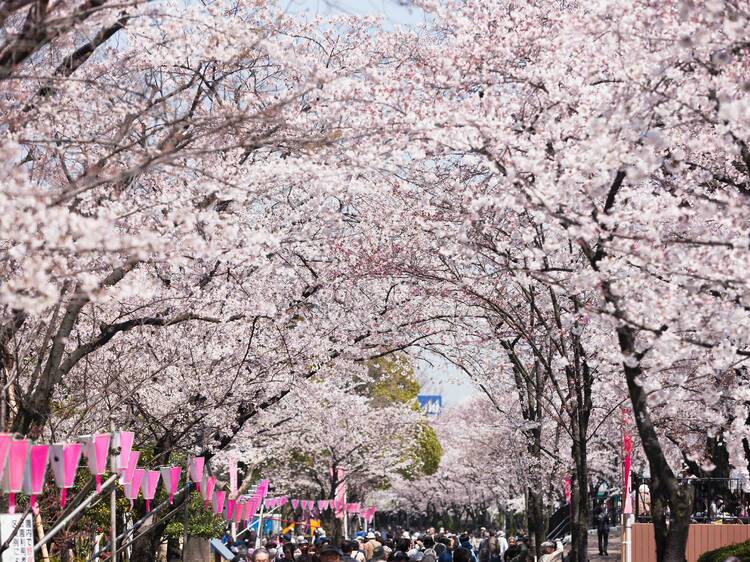 東京、桜まつり・花見イベント2024
