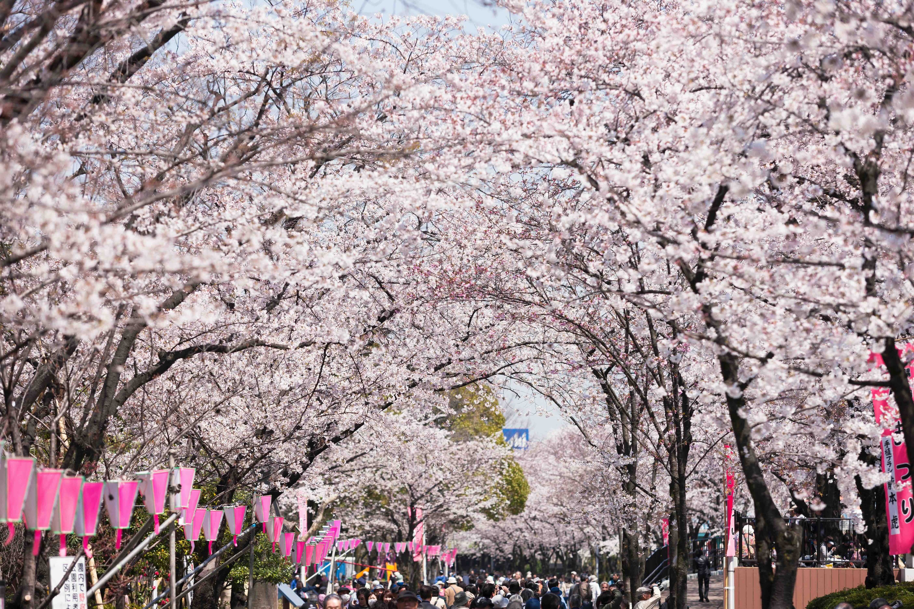 Here's the official Japan cherry blossom forecast for 2026