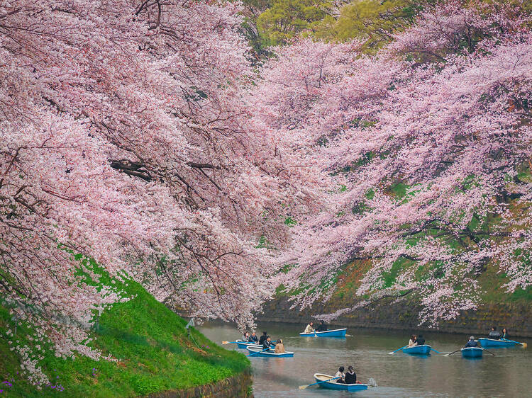 東京、桜の季節にしかできないこと