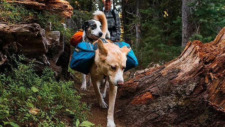 Dog trekking