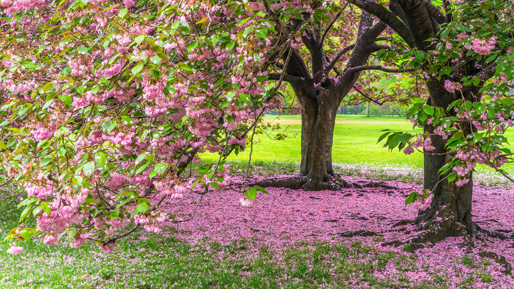 A pair of Cherry blossom trees stands on the Great Lawn and many fallen Cherry petals cover the lawn under the trees in Central Park New York City.