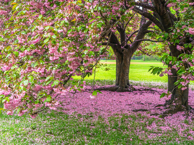 Cherry blossom season is officially underway in NYC