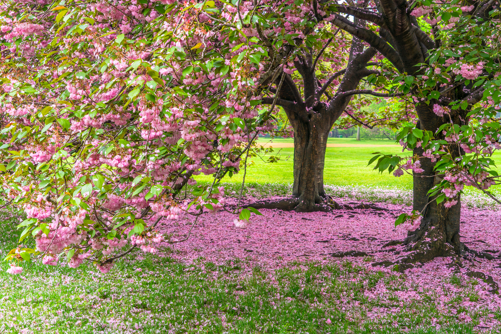 Cherry blossom season is officially underway in NYC