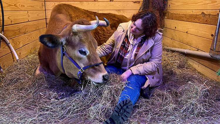 Shaye Weaver petting Moo the Cow at Knowhere Farm