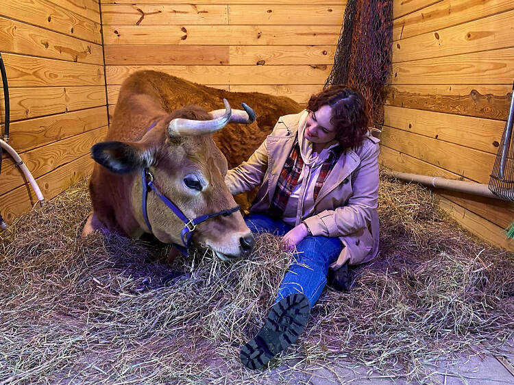 Cow-petting outside of NYC is the perfect way to boost your spirits