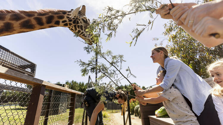 Mother and Son feeding a giraffe at National Zoo & Aquarium