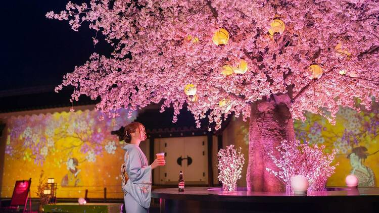 Admire beautifully illuminated cherry blossoms