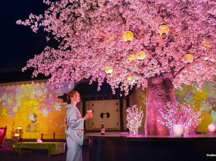 Admire beautifully illuminated cherry blossoms