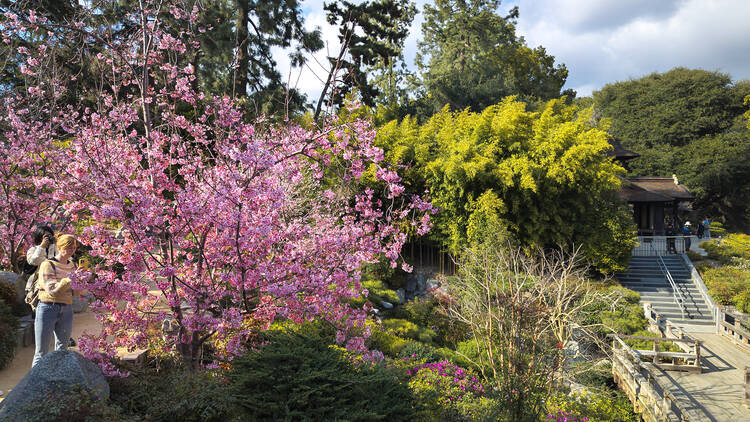 Cherry blossoms at the Huntington