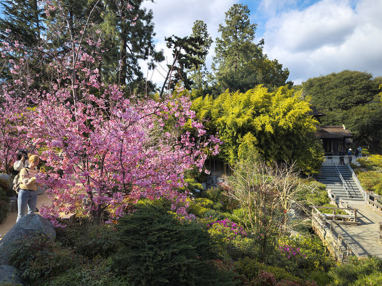 Cherry blossoms at the Huntington