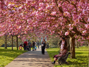 The 10 best places to see cherry blossom in the UK in 2025