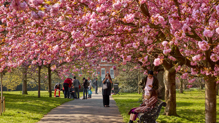 The 10 best places to see cherry blossom in the UK in 2025