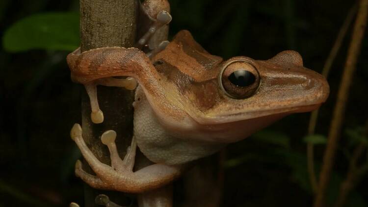 Sentosa Naturalist Night Adventure