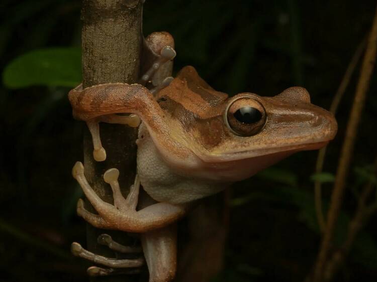 Sentosa Naturalist Night Adventure