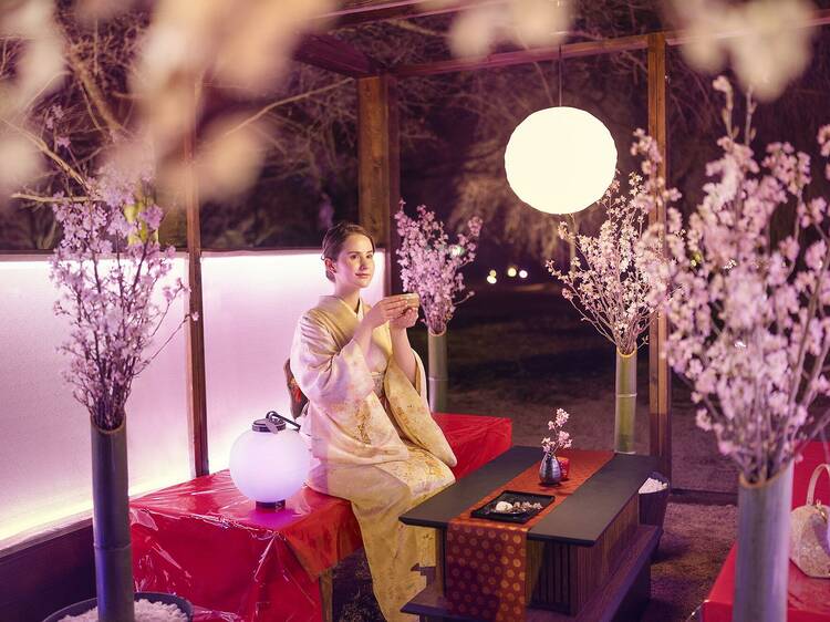 Indulge in a luxurious hanami experience