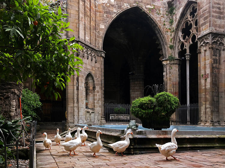 Claustre de la Catedral de Barcelona