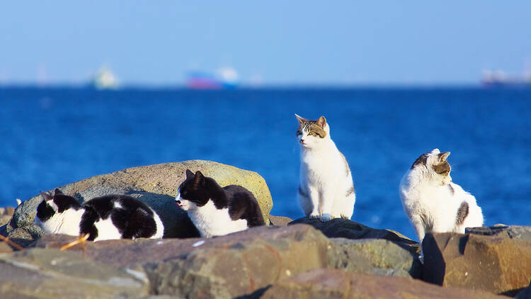 Stray cats on an island