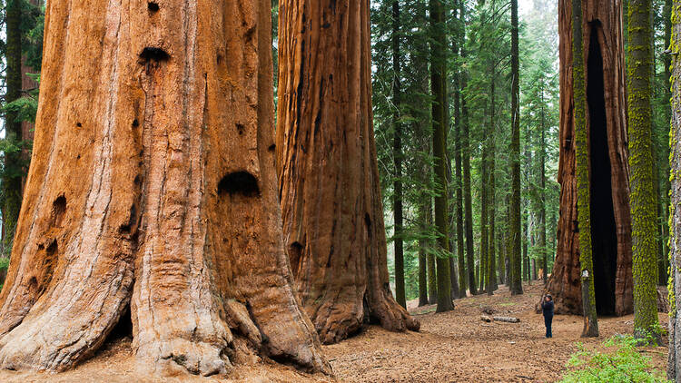 Giant sequoia tree, person standing next to the tree