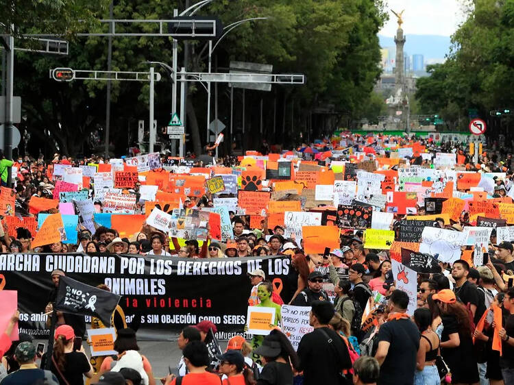 Marcha en contra del maltrato animal en CDMX