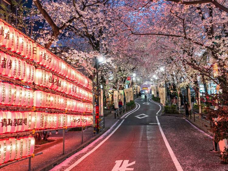 Cherry blossom light-up at Sakuragaoka in Shibuya