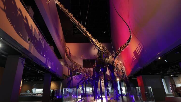 Look into nature's past at Lee Kong Chian Natural History Museum