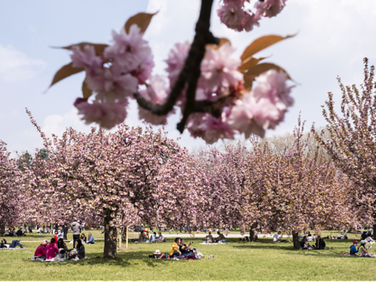 On célèbre l’Hanami (la fête des cerisiers) au parc de Sceaux