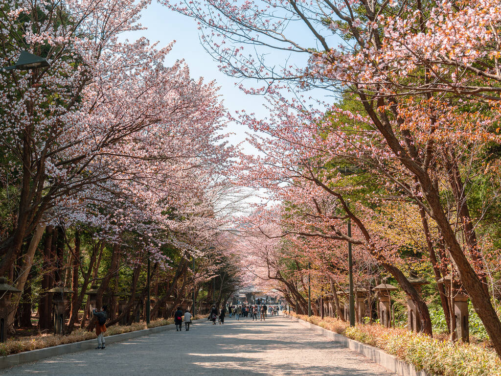 14 best places to see cherry blossoms in Japan – with 2024 dates