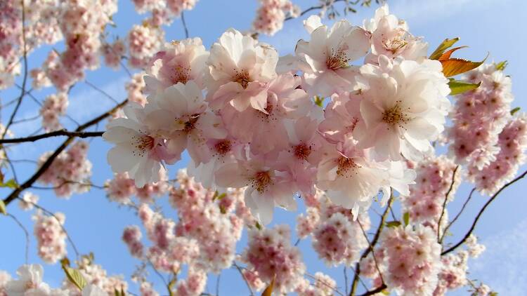 Cherry blossom at Keele University