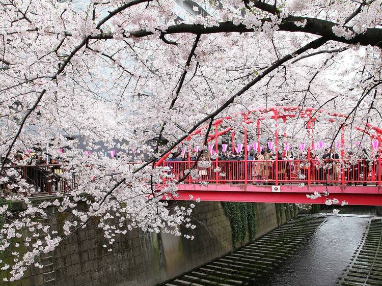 Tokyo’s cherry blossoms are set to arrive in one week