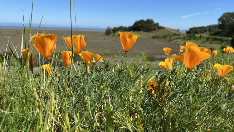 China Camp State Park