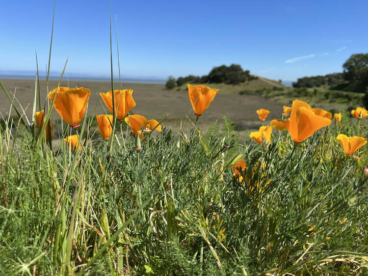 China Camp State Park