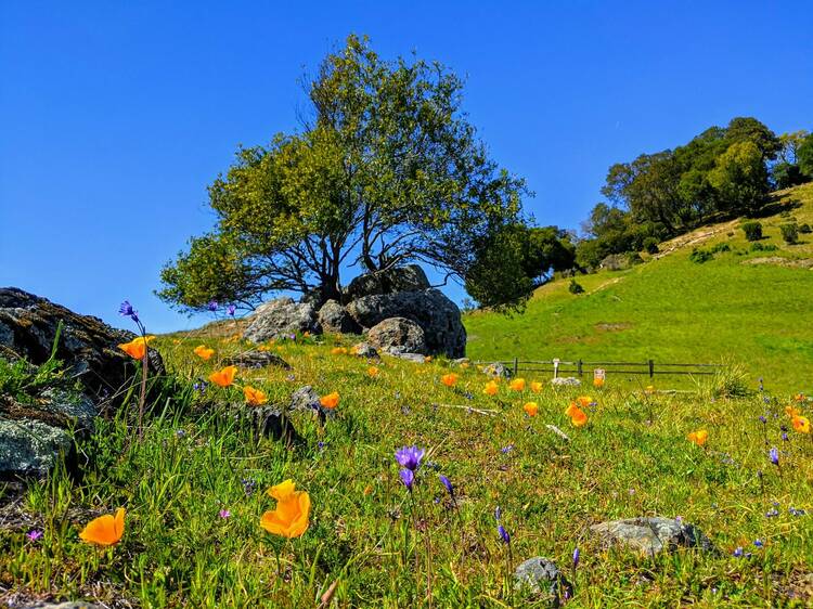 The best wildflower hikes in the Bay Area