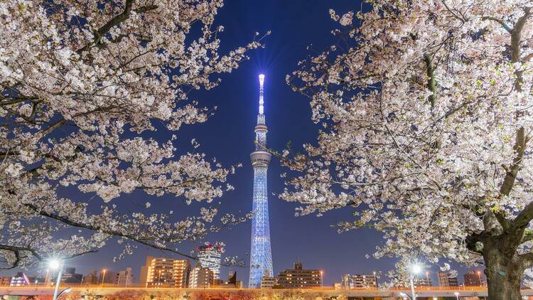 Cherry blossom illuminations at Sumida Park