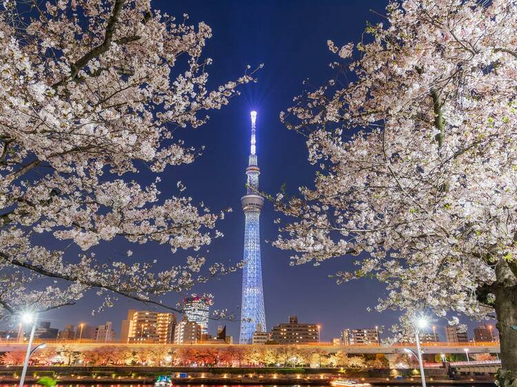 Bokutei Cherry Blossom Festival