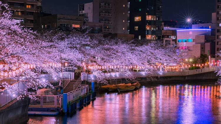 Cherry blossom illumination in Monzen-nakacho