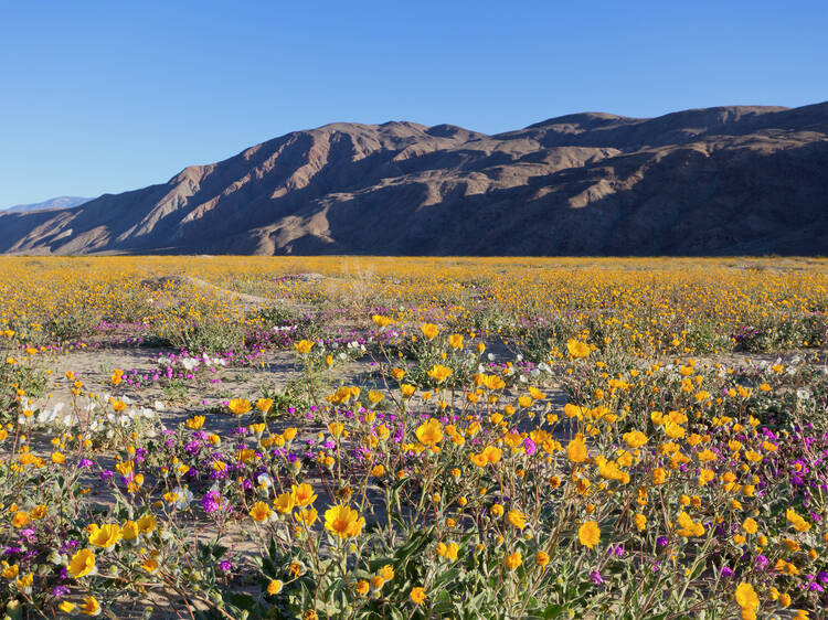 Where to see wildflowers near L.A.