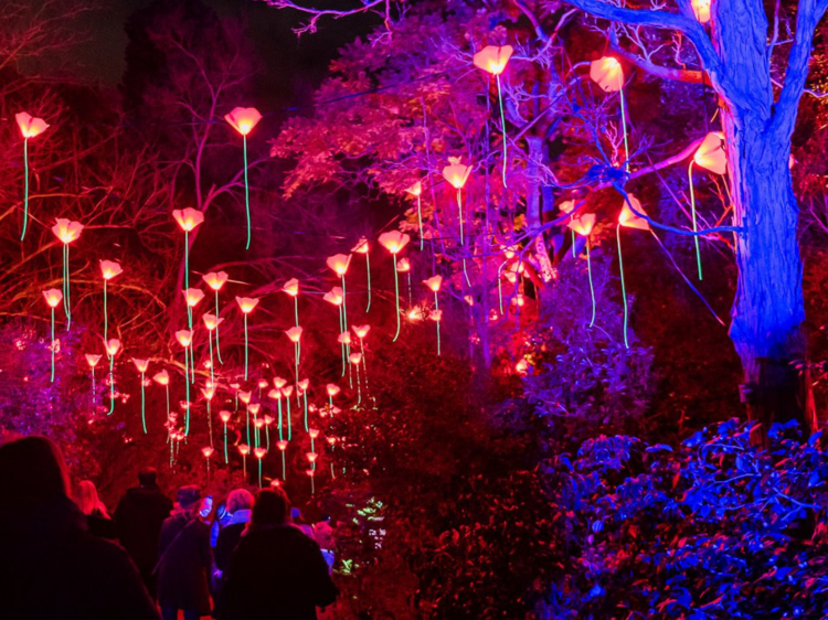 The lowdown on Lightscape in the Botanic Gardens