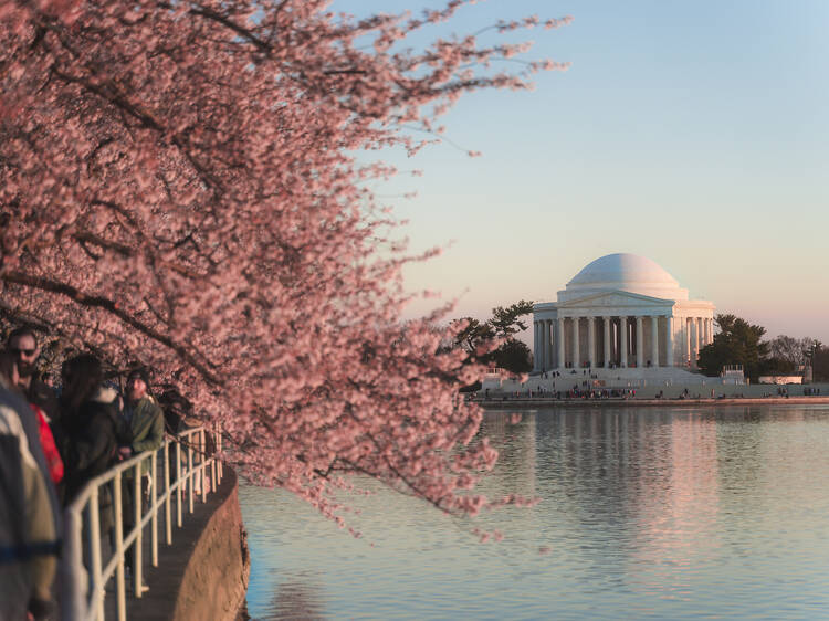 Discover Washington, DC’s National Cherry Blossom Festival in London with this two-day pop-up