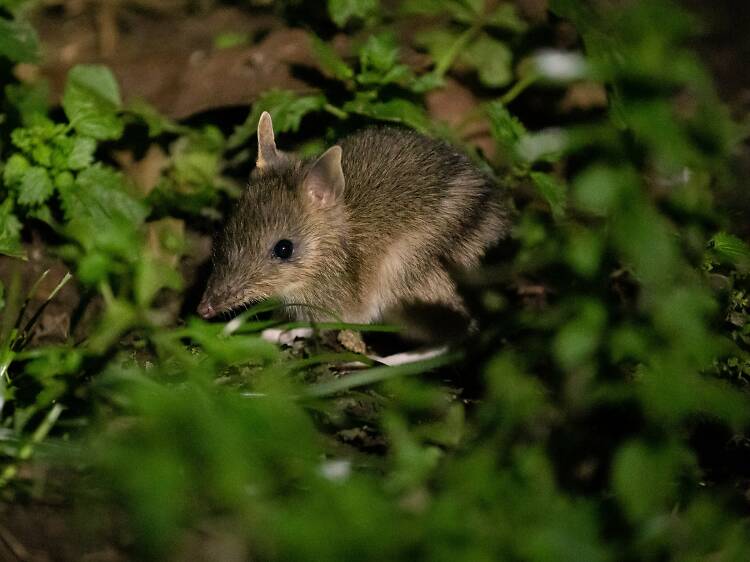 Aww! You can see adorable, tiny bandicoots in the wild at Phillip Island this Easter long weekend