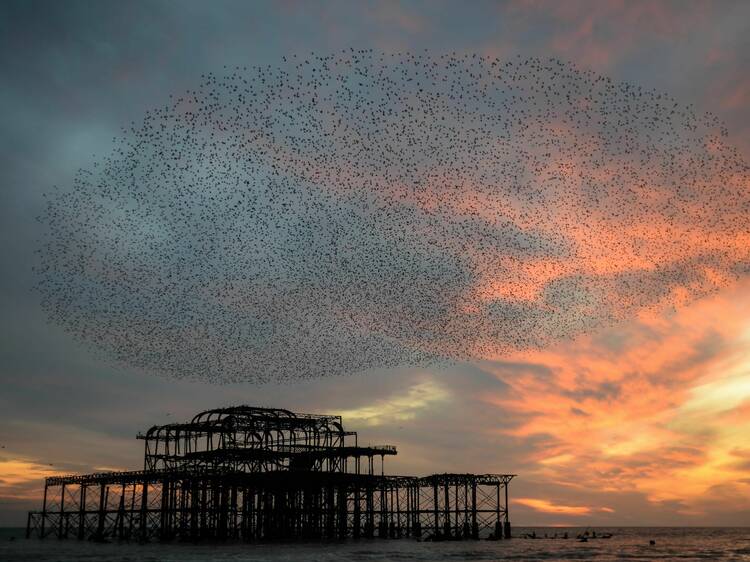 Starling murmuration over the West Pier