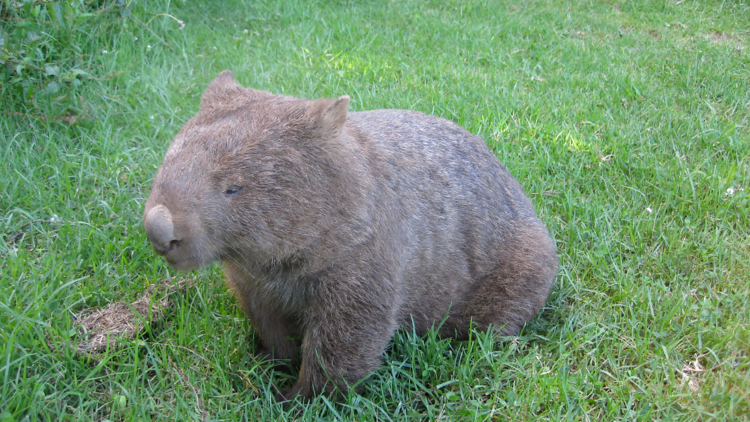 A wombat walking on grass