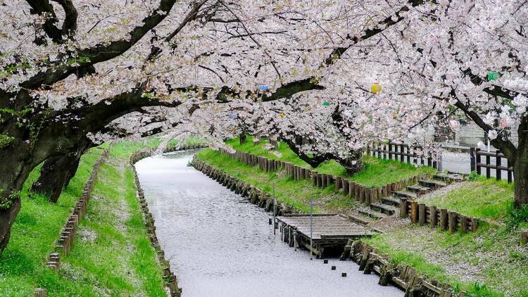 Cherry blossoms at Shingashi River in Kawagoe