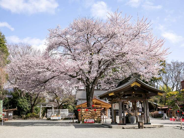 Hadano Sakura Festival, Kanagawa