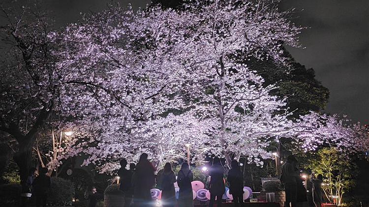 Gotenyama Cherry Blossom Festival