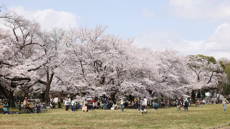 Koganei Park cherry blossoms