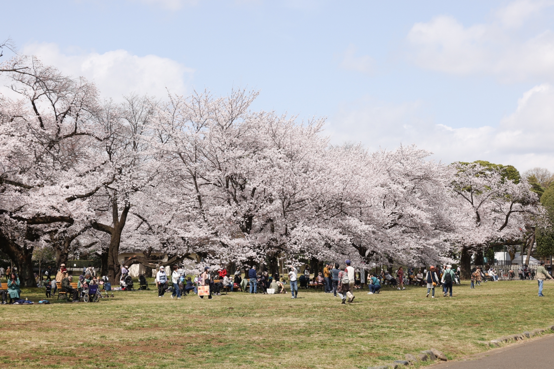 Koganei Cherry Blossom Festival | Things to do in Tokyo