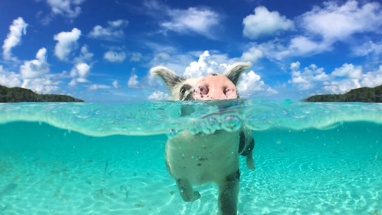 A feral pig swimming in Exuma’s Big Major Cay